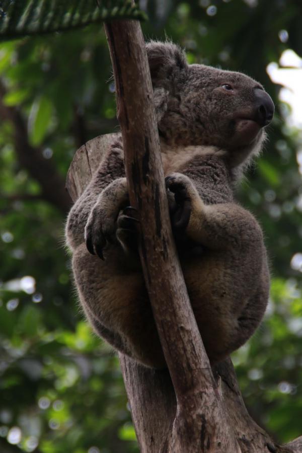 Коала в Чимелонге